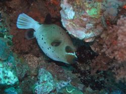 Unterwasserfotos Tauchbilder Tauchen Malapascua / Cebu / Philippinen