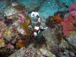 Unterwasserfotos Tauchbilder Tauchen Malapascua / Cebu / Philippinen