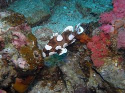 Unterwasserfotos Tauchbilder Tauchen Malapascua / Cebu / Philippinen