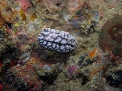 Unterwasserfotos Tauchbilder Tauchen Malapascua / Cebu / Philippinen