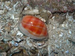 Unterwasserfotos Tauchbilder Tauchen Malapascua / Cebu / Philippinen