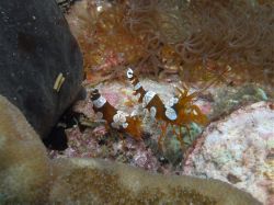Unterwasserfotos Tauchbilder Tauchen Malapascua / Cebu / Philippinen