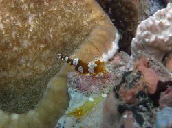 Unterwasserfotos Tauchbilder Tauchen Malapascua / Cebu / Philippinen