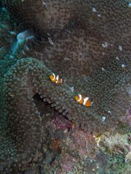 Unterwasserfotos Tauchbilder Tauchen Malapascua / Cebu / Philippinen