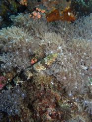 Unterwasserfotos Tauchbilder Tauchen Malapascua / Cebu / Philippinen