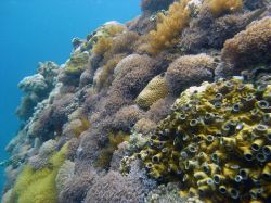 Unterwasserfotos Tauchbilder Tauchen Malapascua / Cebu / Philippinen