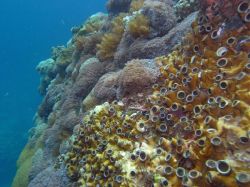 Unterwasserfotos Tauchbilder Tauchen Malapascua / Cebu / Philippinen