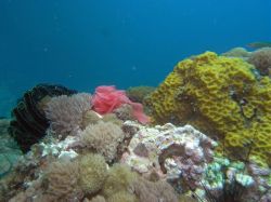 Unterwasserfotos Tauchbilder Tauchen Malapascua / Cebu / Philippinen
