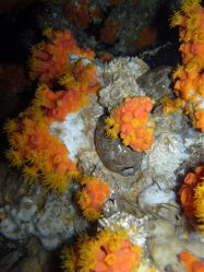 Unterwasserfotos Tauchbilder Tauchen Malapascua / Cebu / Philippinen