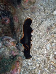 Unterwasserfotos Tauchbilder Tauchen Malapascua / Cebu / Philippinen