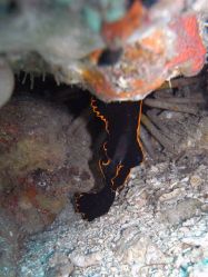 Unterwasserfotos Tauchbilder Tauchen Malapascua / Cebu / Philippinen