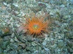 Unterwasserfotos Tauchbilder Tauchen Malapascua / Cebu / Philippinen