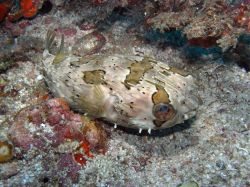 Unterwasserfotos Tauchbilder Tauchen Malapascua / Cebu / Philippinen