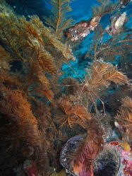 Unterwasserfotos Tauchbilder Tauchen Malapascua / Cebu / Philippinen