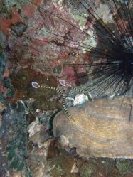 Unterwasserfotos Tauchbilder Tauchen Malapascua / Cebu / Philippinen