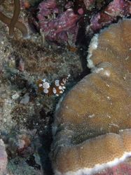 Unterwasserfotos Tauchbilder Tauchen Malapascua / Cebu / Philippinen