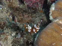 Unterwasserfotos Tauchbilder Tauchen Malapascua / Cebu / Philippinen