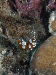 Unterwasserfotos Tauchbilder Tauchen Malapascua / Cebu / Philippinen