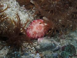 Unterwasserfotos Tauchbilder Tauchen Malapascua / Cebu / Philippinen