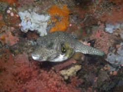 Unterwasserfotos Tauchbilder Tauchen Malapascua / Cebu / Philippinen