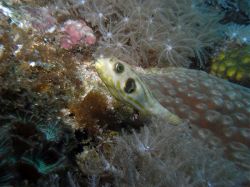 Unterwasserfotos Tauchbilder Tauchen Malapascua / Cebu / Philippinen