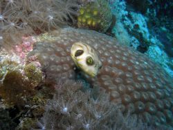 Unterwasserfotos Tauchbilder Tauchen Malapascua / Cebu / Philippinen