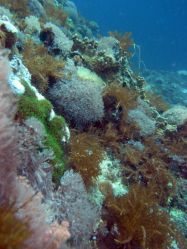 Unterwasserfotos Tauchbilder Tauchen Malapascua / Cebu / Philippinen