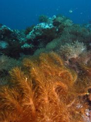 Unterwasserfotos Tauchbilder Tauchen Malapascua / Cebu / Philippinen