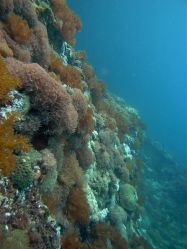Unterwasserfotos Tauchbilder Tauchen Malapascua / Cebu / Philippinen