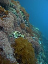 Unterwasserfotos Tauchbilder Tauchen Malapascua / Cebu / Philippinen