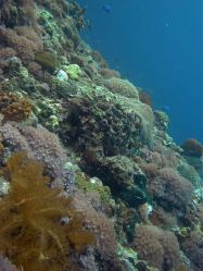 Unterwasserfotos Tauchbilder Tauchen Malapascua / Cebu / Philippinen
