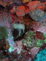 Unterwasserfotos Tauchbilder Tauchen Moalboal / Cebu / Philippinen