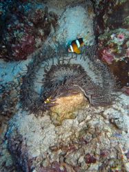 Unterwasserfotos Tauchbilder Tauchen Moalboal / Cebu / Philippinen