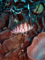 Unterwasserfotos Tauchbilder Tauchen Moalboal / Cebu / Philippinen