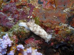 Unterwasserfotos Tauchbilder Tauchen Moalboal / Cebu / Philippinen