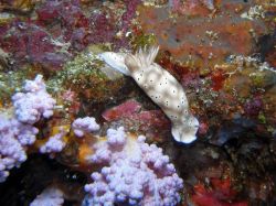 Unterwasserfotos Tauchbilder Tauchen Moalboal / Cebu / Philippinen