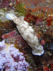 Unterwasserfotos Tauchbilder Tauchen Moalboal / Cebu / Philippinen