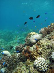 Unterwasserfotos Tauchbilder Tauchen Moalboal / Cebu / Philippinen