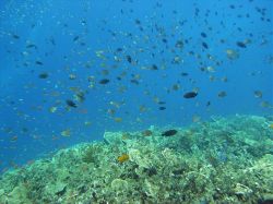 Unterwasserfotos Tauchbilder Tauchen Moalboal / Cebu / Philippinen
