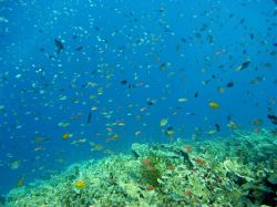 Unterwasserfotos Tauchbilder Tauchen Moalboal / Cebu / Philippinen