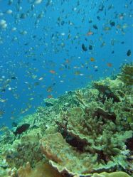 Unterwasserfotos Tauchbilder Tauchen Moalboal / Cebu / Philippinen