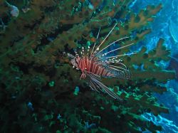 Unterwasserfotos Tauchbilder Tauchen Moalboal / Cebu / Philippinen