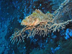Unterwasserfotos Tauchbilder Tauchen Moalboal / Cebu / Philippinen