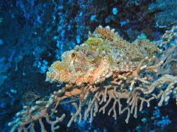 Unterwasserfotos Tauchbilder Tauchen Moalboal / Cebu / Philippinen