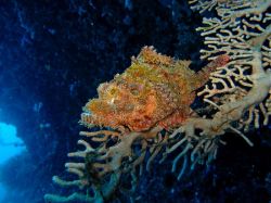 Unterwasserfotos Tauchbilder Tauchen Moalboal / Cebu / Philippinen