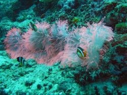 Unterwasserfotos Tauchbilder Tauchen Moalboal / Cebu / Philippinen