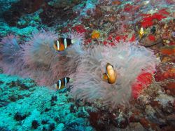 Unterwasserfotos Tauchbilder Tauchen Moalboal / Cebu / Philippinen