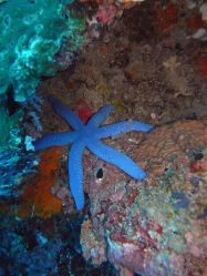 Unterwasserfotos Tauchbilder Tauchen Moalboal / Cebu / Philippinen