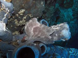 Unterwasserfotos Tauchbilder Tauchen Moalboal / Cebu / Philippinen