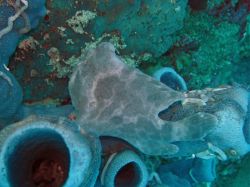 Unterwasserfotos Tauchbilder Tauchen Moalboal / Cebu / Philippinen